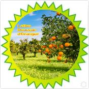 Lotion Douceur d'Oranger (100ml)