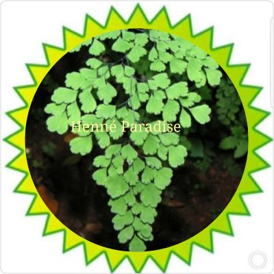 Capillaire verte (100g)