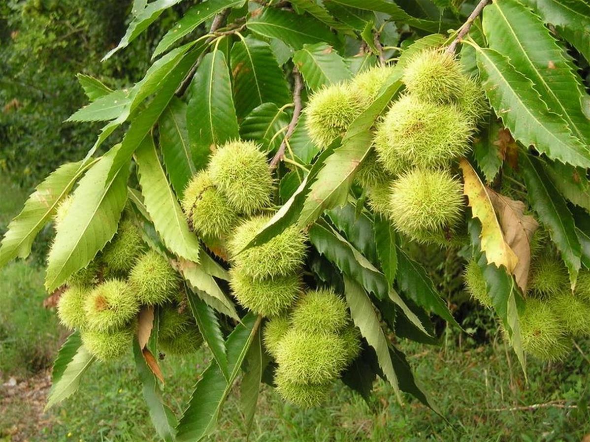 Poudre de Chataignier