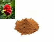 Costus Indien (50g)