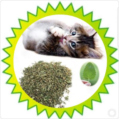 Cataire (100g)